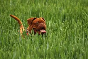 Pes v trávě